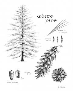 White Pine 
